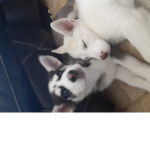 Huskies kurama