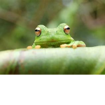 Frogs Rule Forever