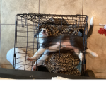ボバ猫