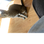 KitWeird