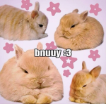 Happy Bunny Development