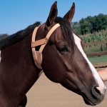Cherry Hill Stables