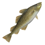 BIGGEST FISH EVER 🐟