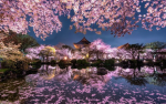Shiro Blossom