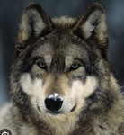 .•Astria wolf pack•.