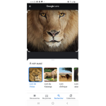 Les lion sont bg