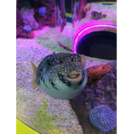Fish be cool