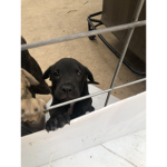 Puppy people & dog people
