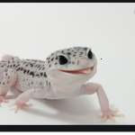The lizard club