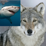The Shark'n wolf arrmy