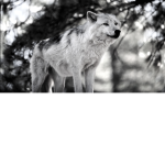 The wolfy army and unicorns