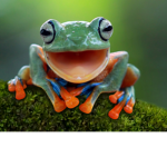 Frogs are extremely epic