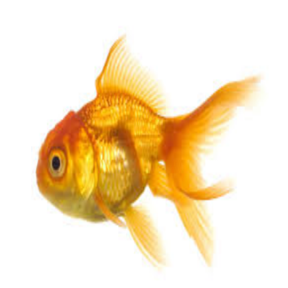 goldfish #6 Roblox decal