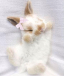 aweko