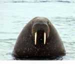 walrus112