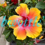 bwottle’