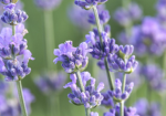 Lavender team! ( a team from psga. )