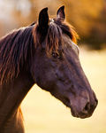 Equestrian/Equine community