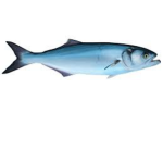 these fish love blury water