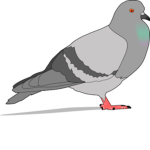 The PIGEON Studios!