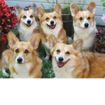 The Omega Dogs