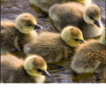 #Ducks rule