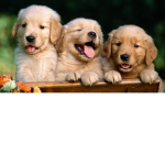 pupps on the road