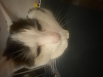 CAT LAND community