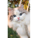 CATS AND GAMEER