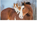 Puppy & horses group