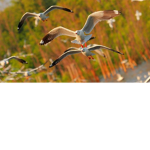 seagull defence league