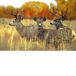 Wildlife Creators