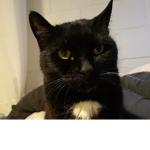 scrappy the cat