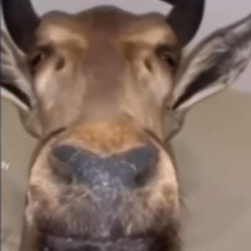 dsr plus o ruin's concepts