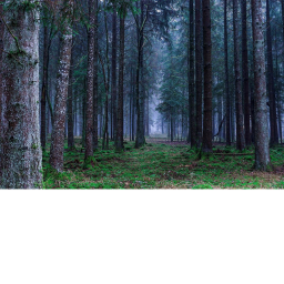 The Forest