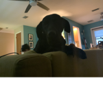 My pupper is the best