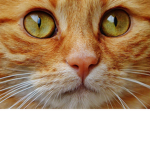 Cat fan club group group