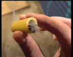 Crocodiles Eat French Fries