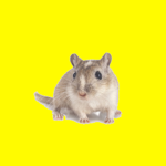 Gerbil Plays Roblox Fan Group