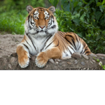 Tiger king and queens!