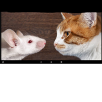 Cat and mouse amy