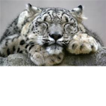Snow Leopards Gymnastics