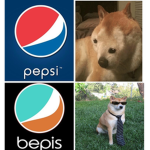 The Shiba Team