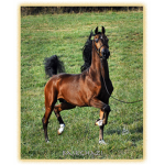 Horse Lovers of ROBLOX!