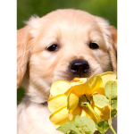 Love dogs to join