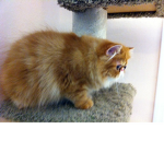 The Little Kittens Fan Group!