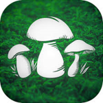 ..Mushroom squad..
