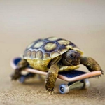 Tortoise Boys