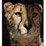 Cheetah World!