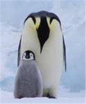 baby penguin lovers